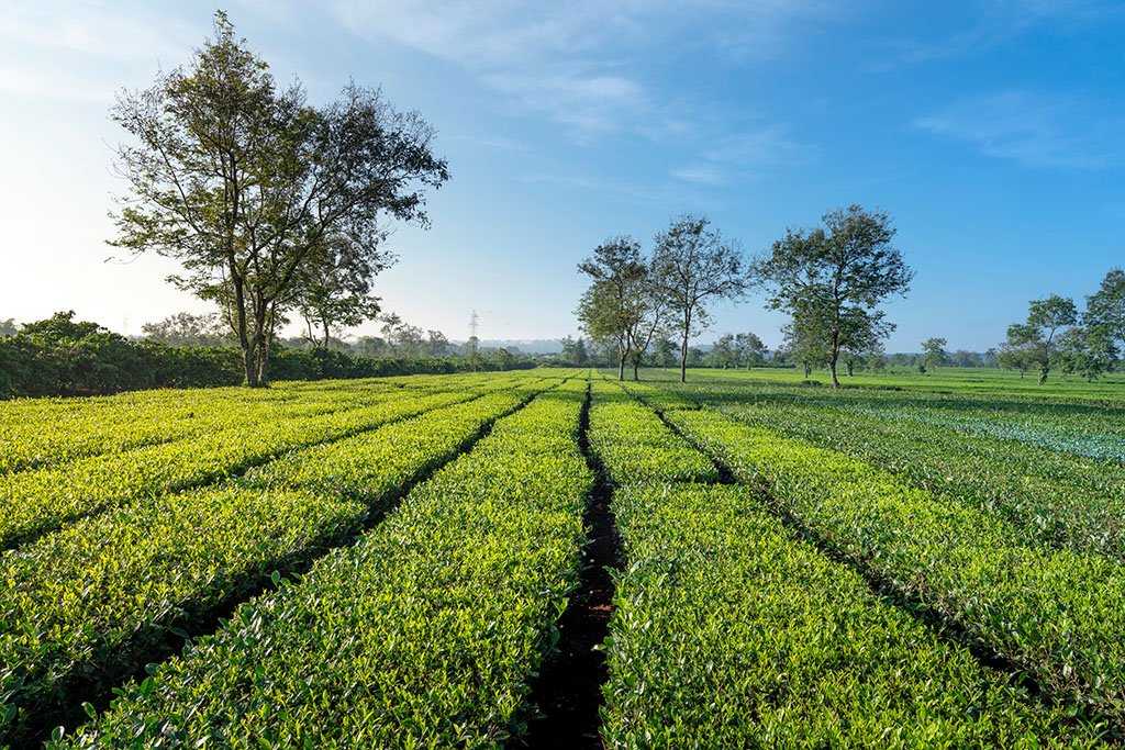 SeeTheTeaGardenInTheEarlyMorningAtBien - suppertrip.com - Du lịch - Ẩm thực